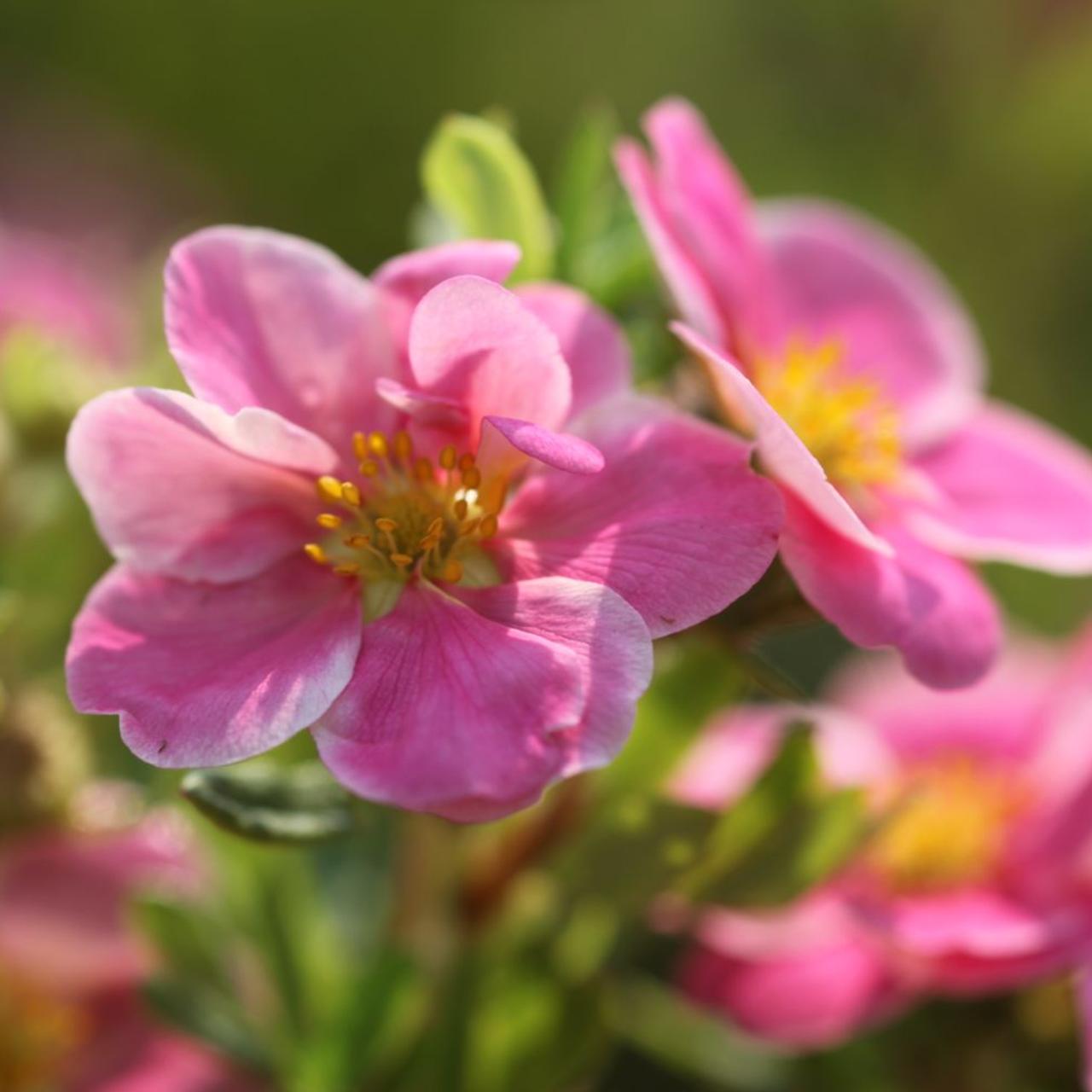 Potentilla fruticosa 'Pink Paradise' plant