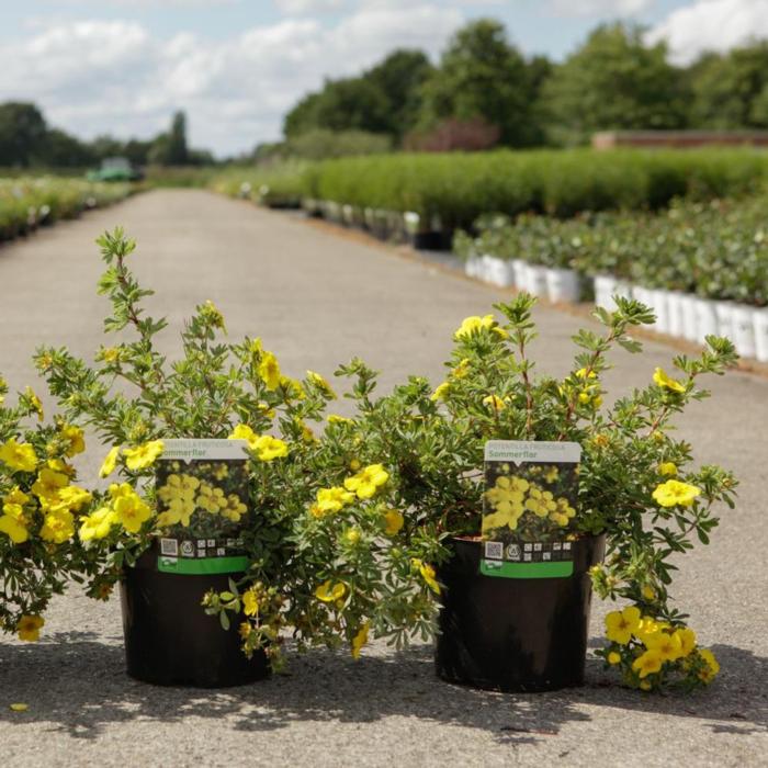 Potentilla fruticosa 'Sommerflor' plant