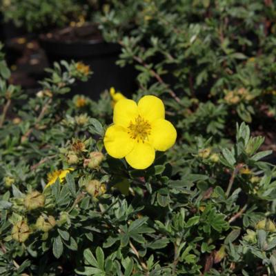 potentilla-fruticosa-sommerflor