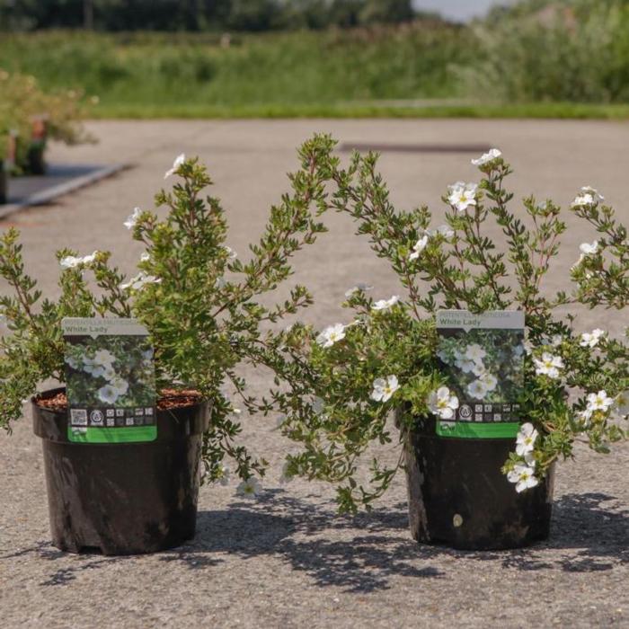 Potentilla fruticosa 'White Lady' plant