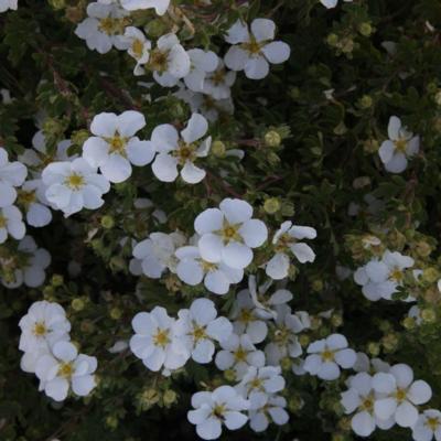 potentilla-fruticosa-white-lady