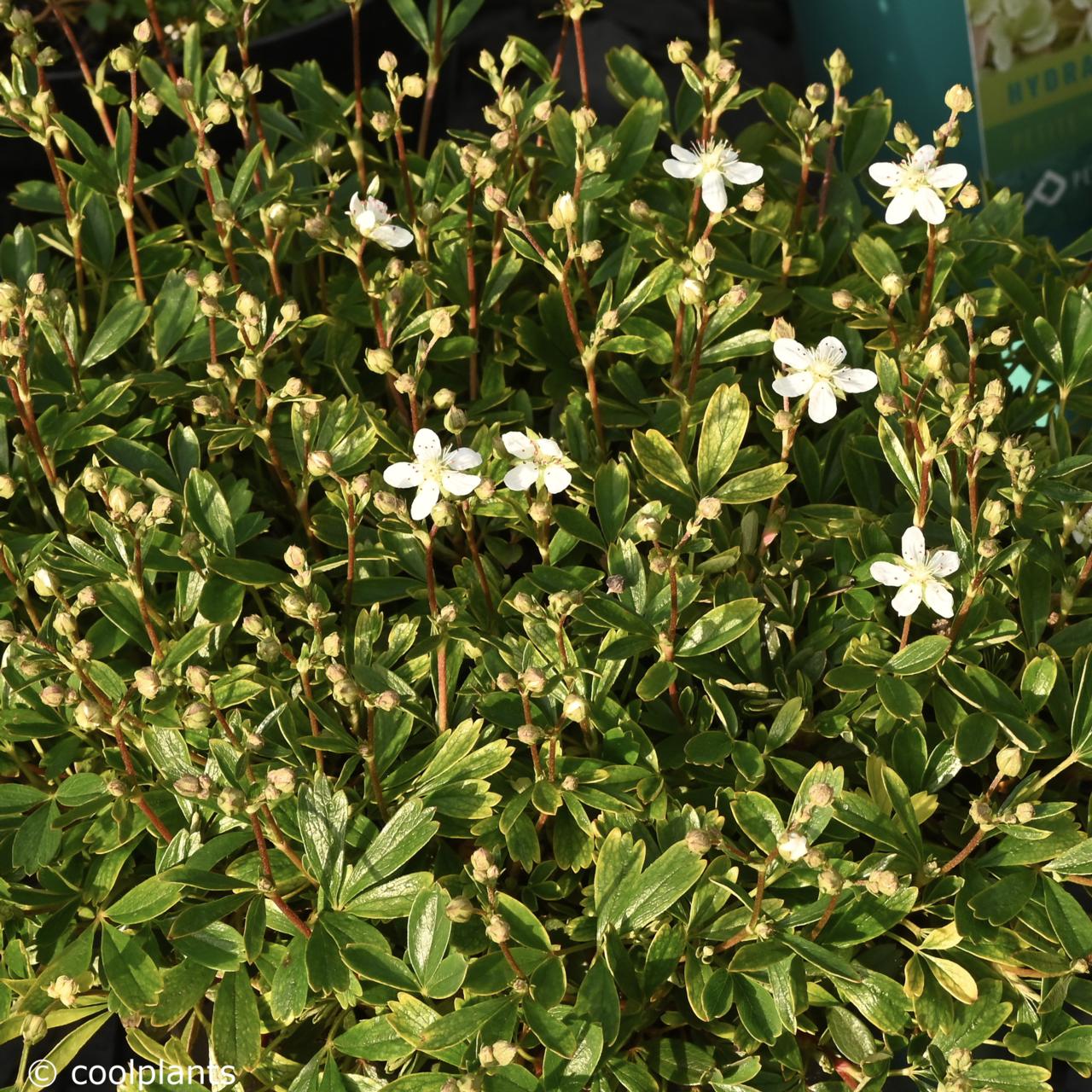 Potentilla tridentata 'Nuuk' plant