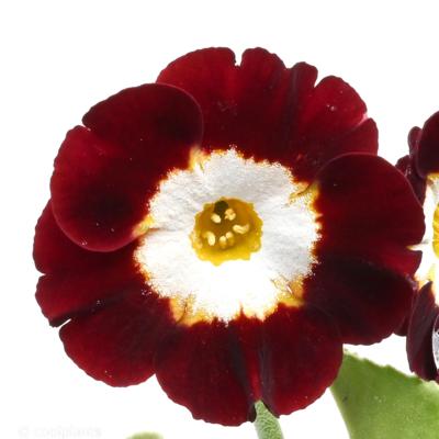 primula-auricula-dales-red