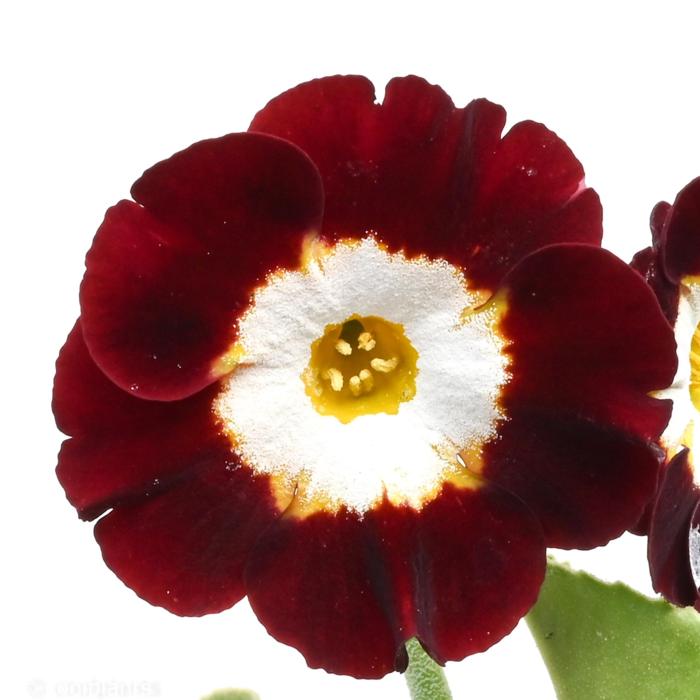 Primula auricula 'Dale's Red' plant