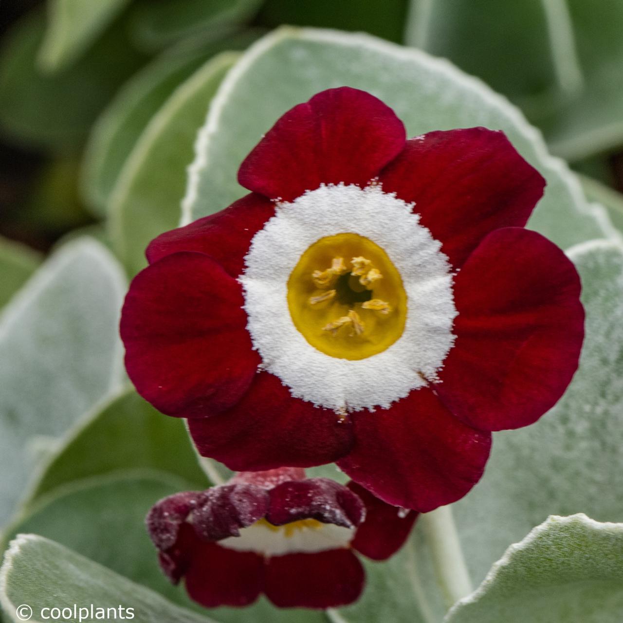 Primula auricula 'Gizabroon' plant