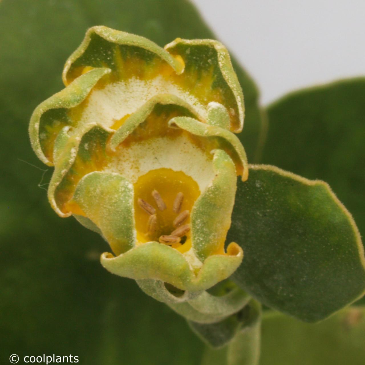 Primula auricula 'Hinton Fields' plant