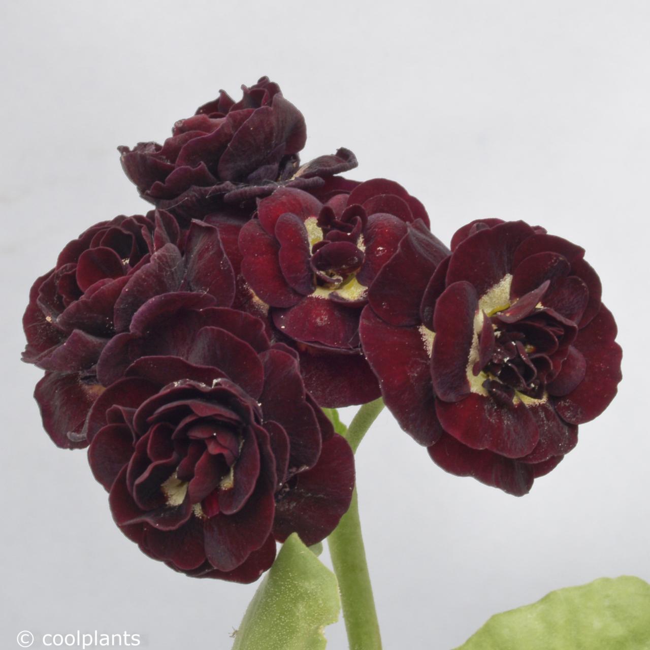 Primula auricula 'Matthew Yates' plant