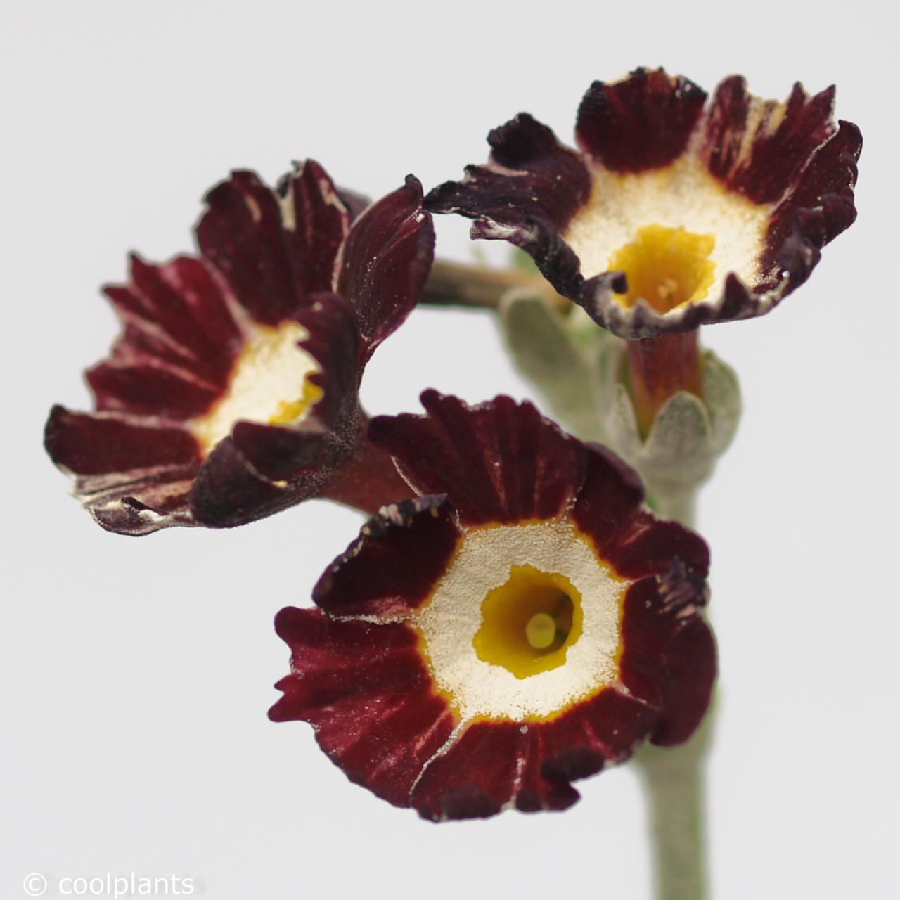 Primula auricula 'Pin Stripe' plant