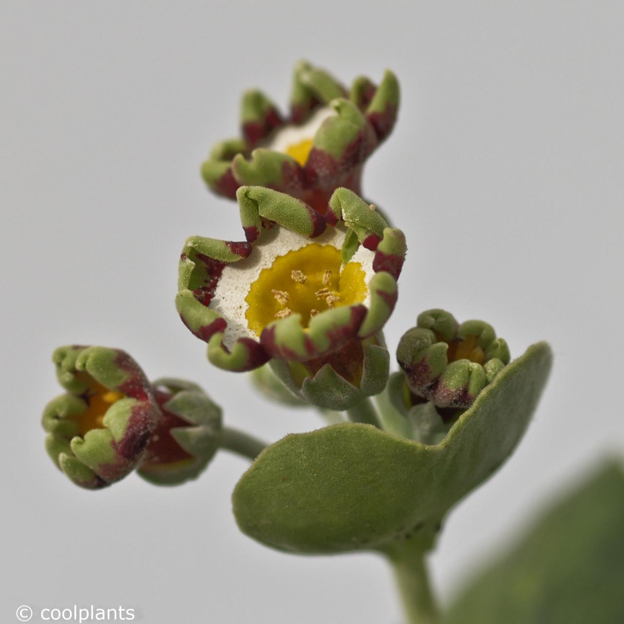 Primula auricula 'Rajah' plant