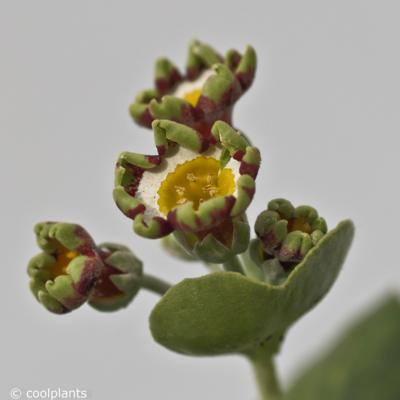 primula-auricula-rajah