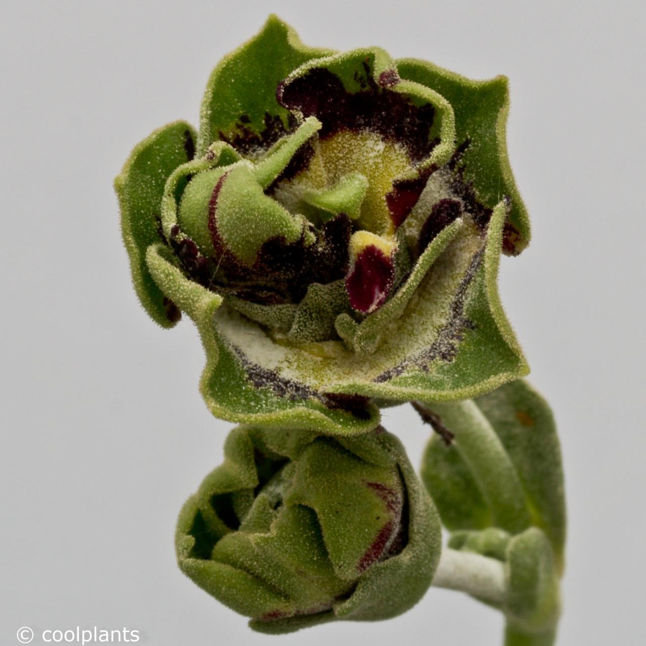 Primula auricula 'Sword' plant