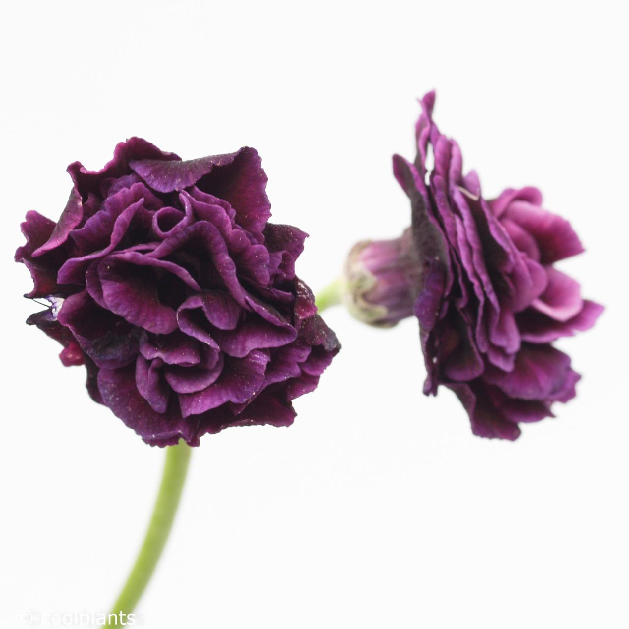 Primula auricula 'The Marie Crousse' plant