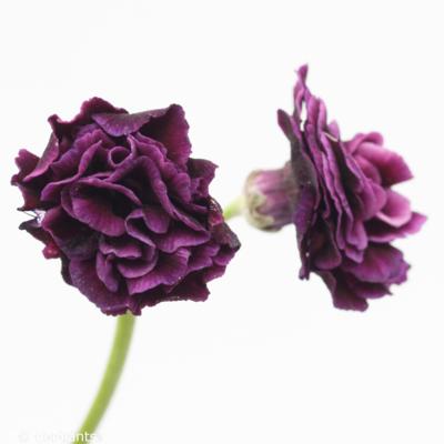 primula-auricula-the-marie-crousse