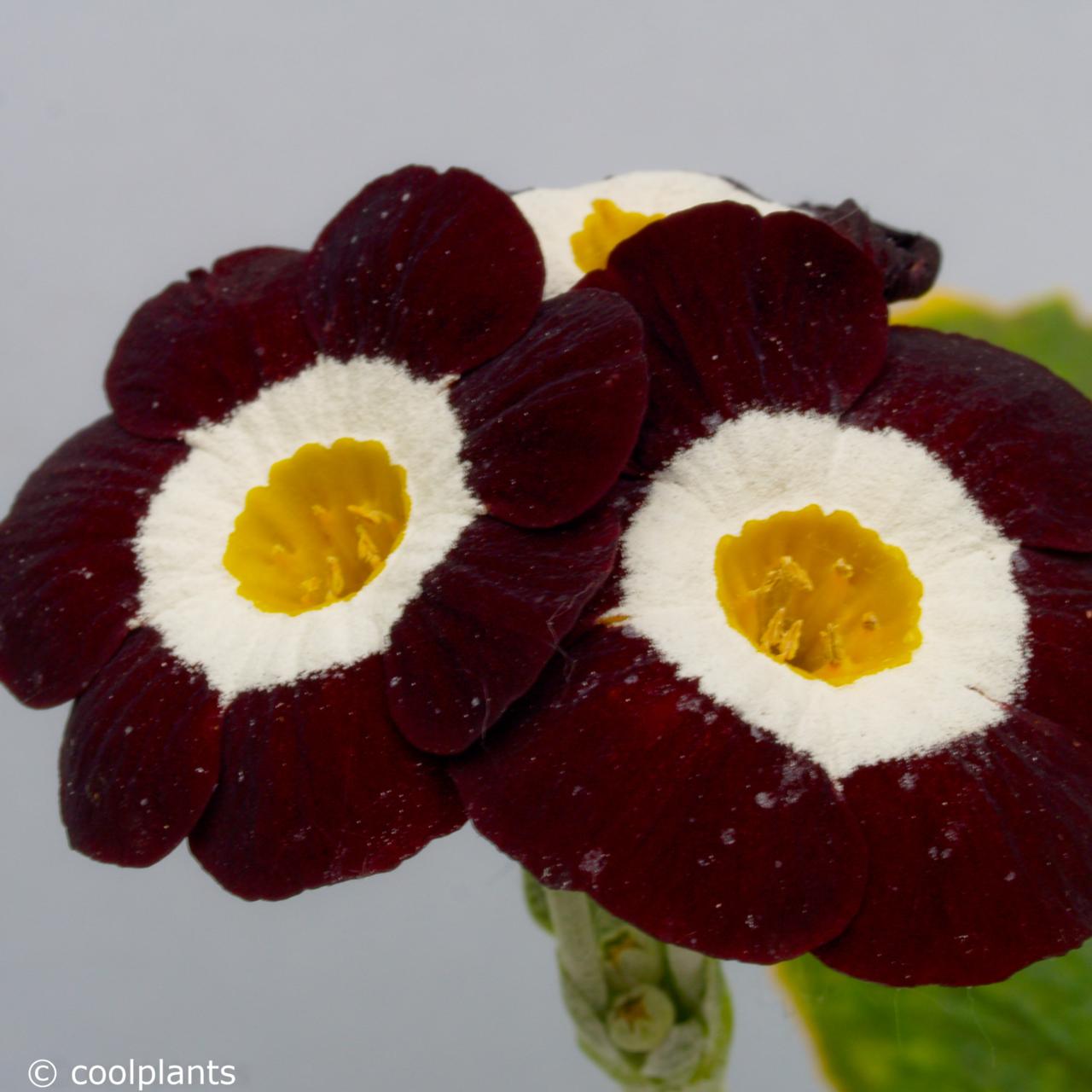 Primula auricula 'Wincha' plant