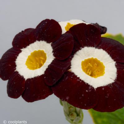 primula-auricula-wincha