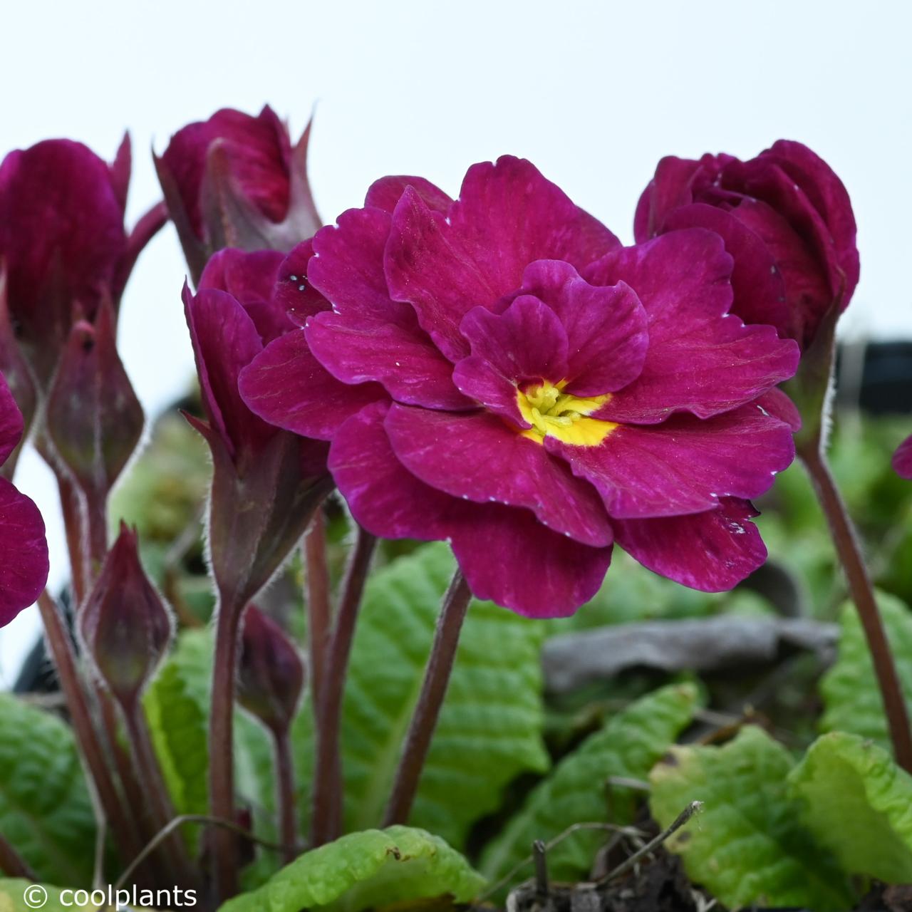 primula-corporal-baxter Primula 'Corporal Baxter' plant