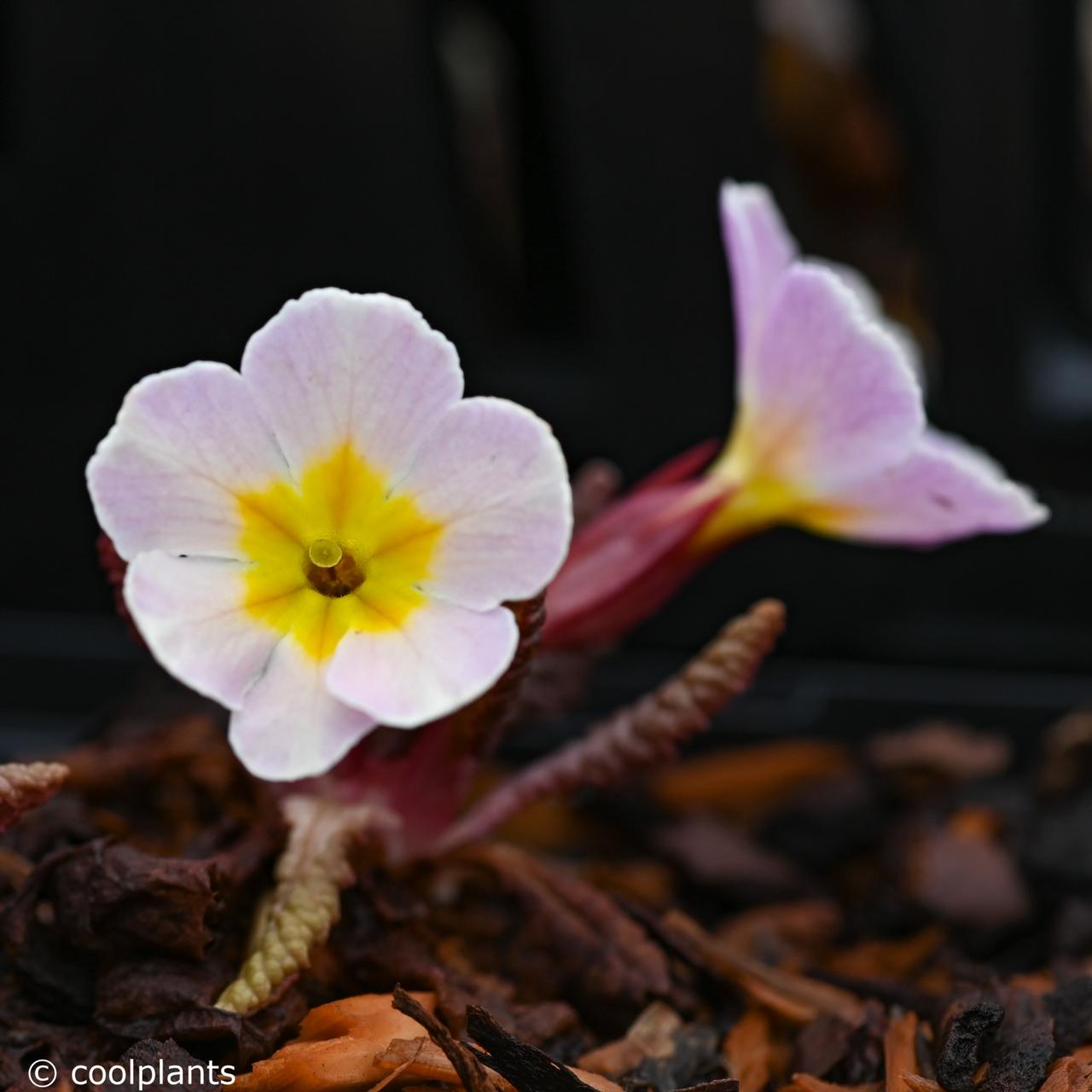 Primula 'Drumcliff' plant