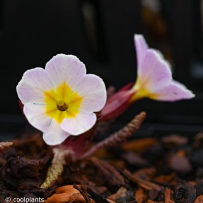 primula-drumcliff