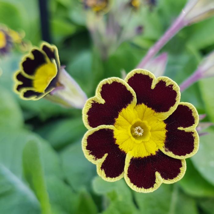 Primula 'Gold Lace' plant