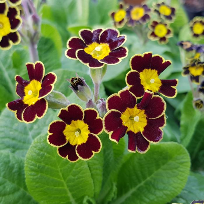 Primula 'Gold Lace' plant