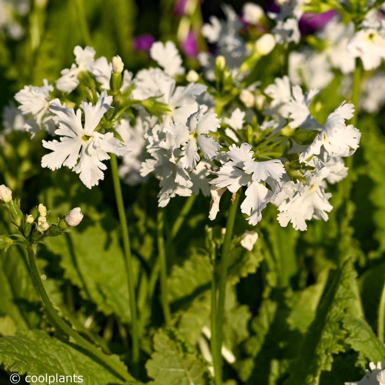 Primula sieboldii 'Queen of Whites' plant