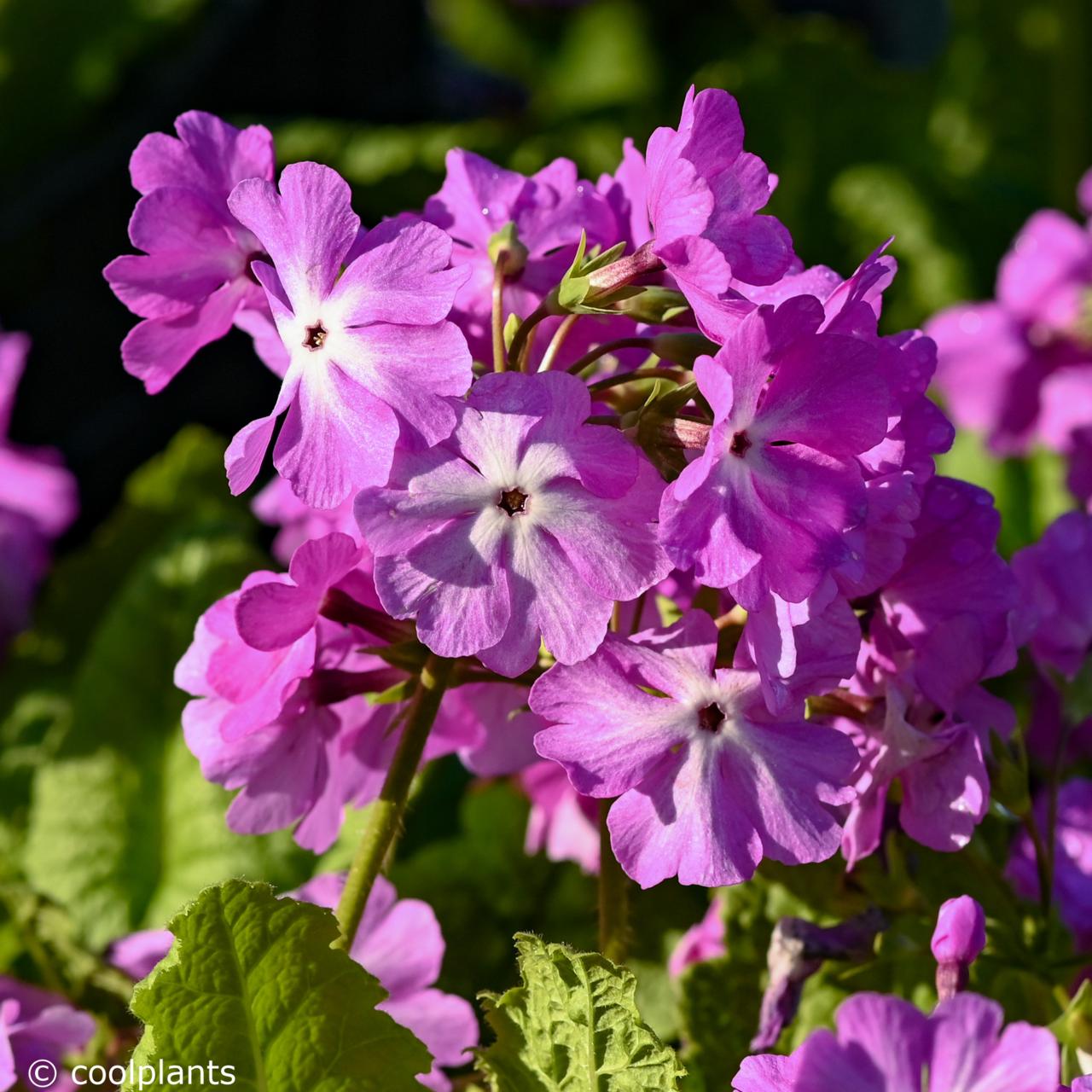 Primula sieboldii 'Sangoguko' plant