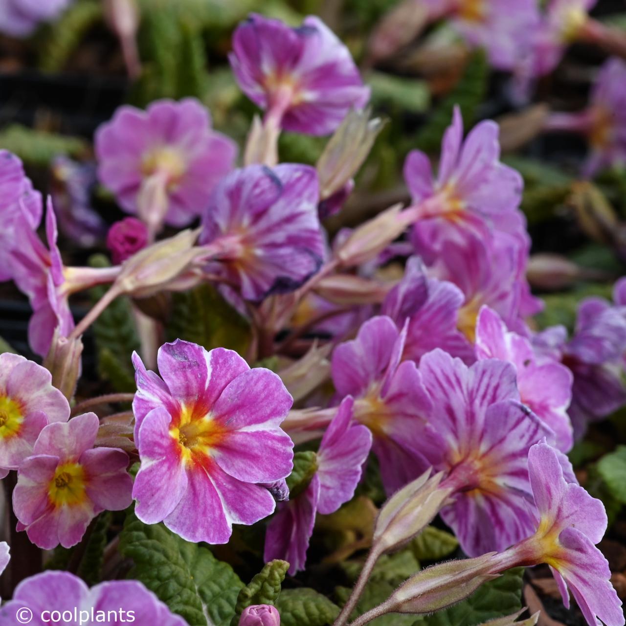 Primula vulgaris 'Avondale' plant