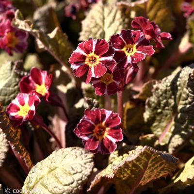 primula-vulgaris-dark-rosaleen