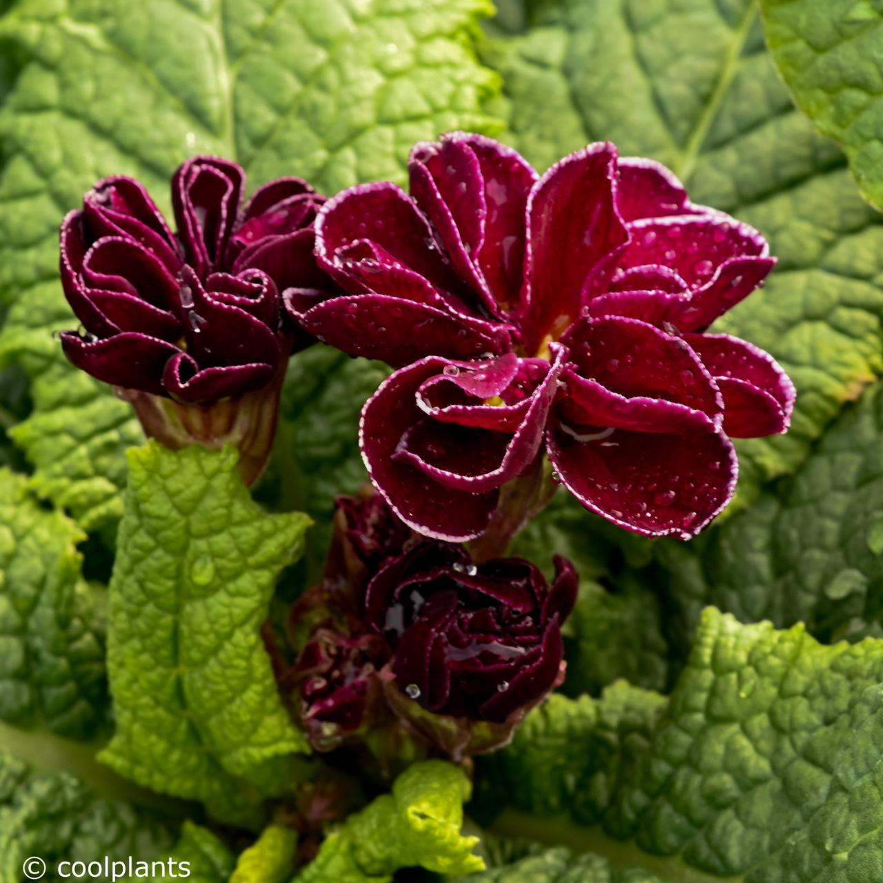 Primula vulgaris 'Queen Burgundy' plant