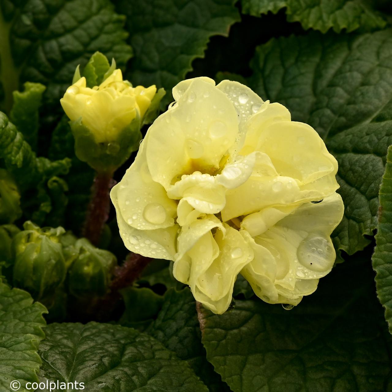 Primula vulgaris 'Queen Lime' plant