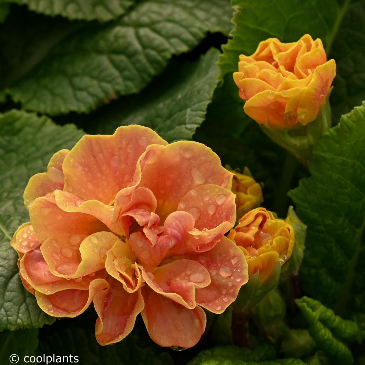 Primula vulgaris 'Queen Mandarin' plant