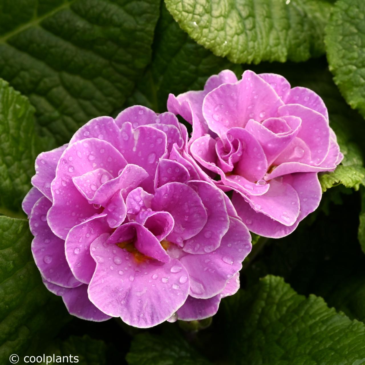 Primula vulgaris 'Queen Neon Violet' plant