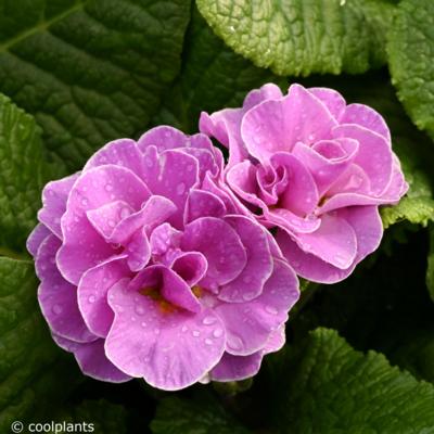 primula-vulgaris-queen-neon-violet