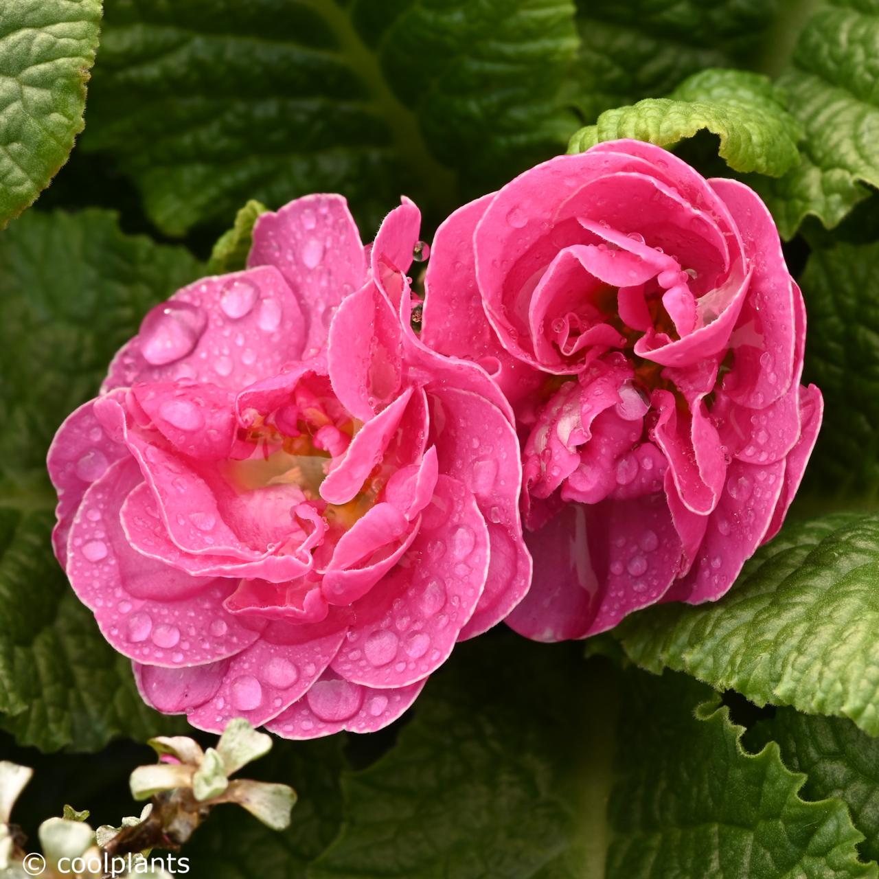 Primula vulgaris 'Queen Pink' plant