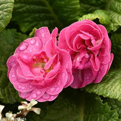 primula-vulgaris-queen-pink