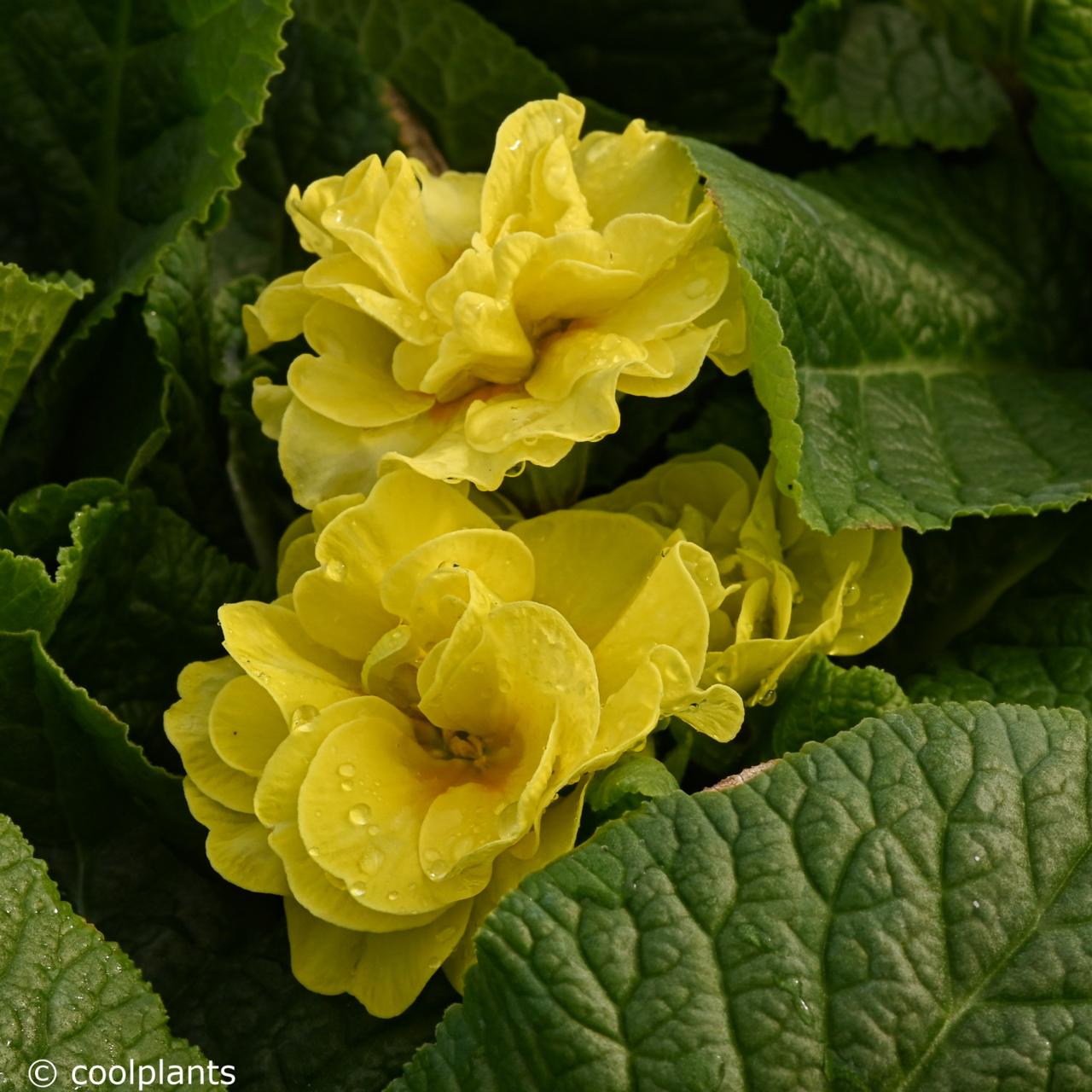 Primula vulgaris 'Queen Yellow' plant