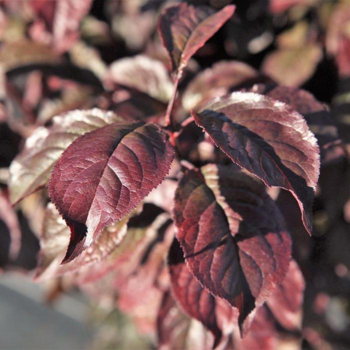 Prunus cerasifera 'Crimson Pointe' plant