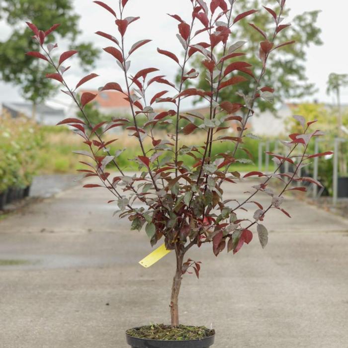 Prunus cerasifera 'Crimson Pointe' plant