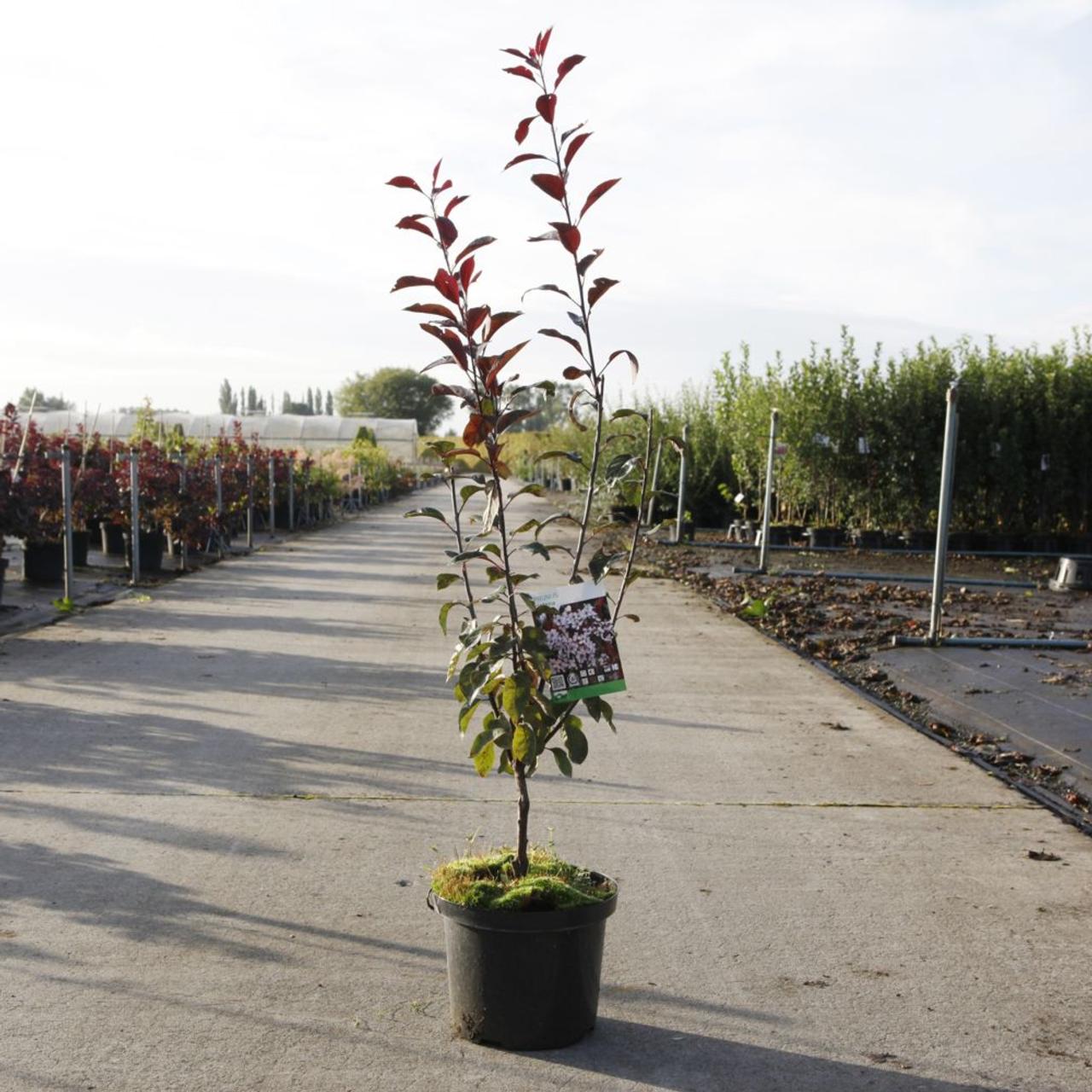 Prunus x cistena plant