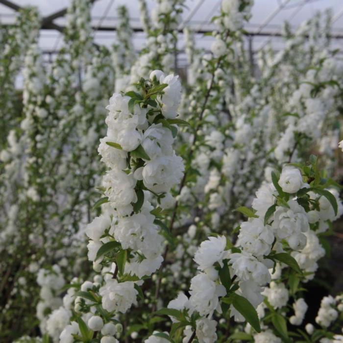 Prunus glandulosa 'Alba Plena' plant