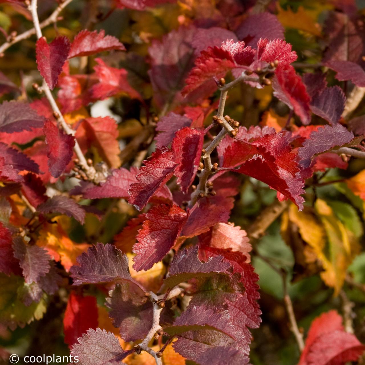 Prunus incisa 'Kojo-no-mai' plant