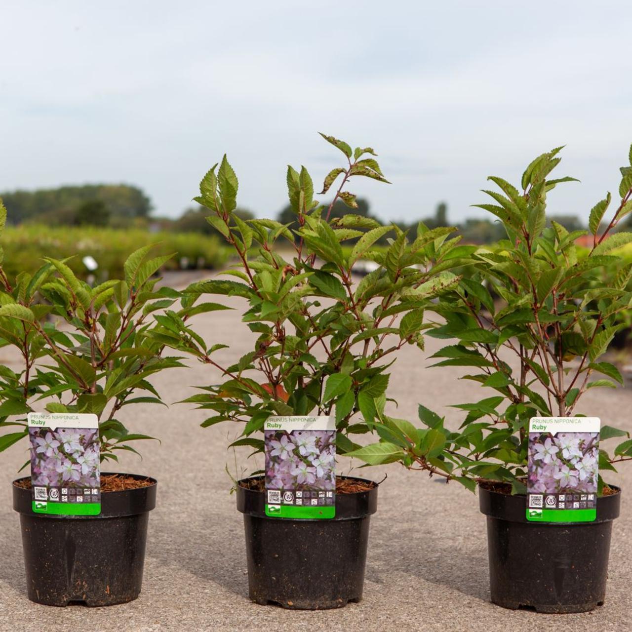 Prunus nipponica var. kurilensis 'Ruby' plant