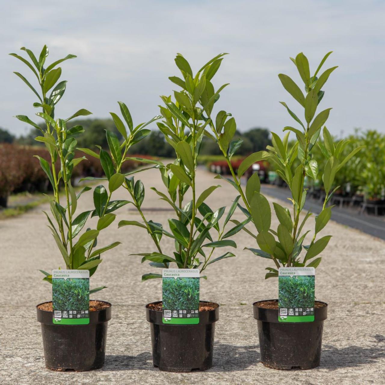 Prunus laurocerasus 'Caucasica' plant