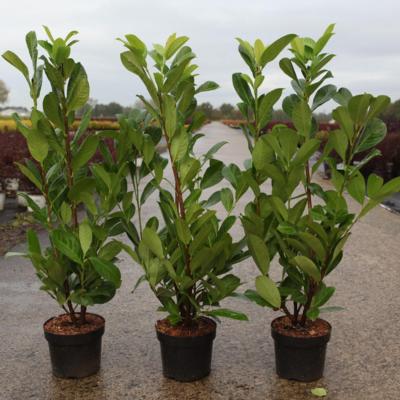 prunus-laurocerasus-novita