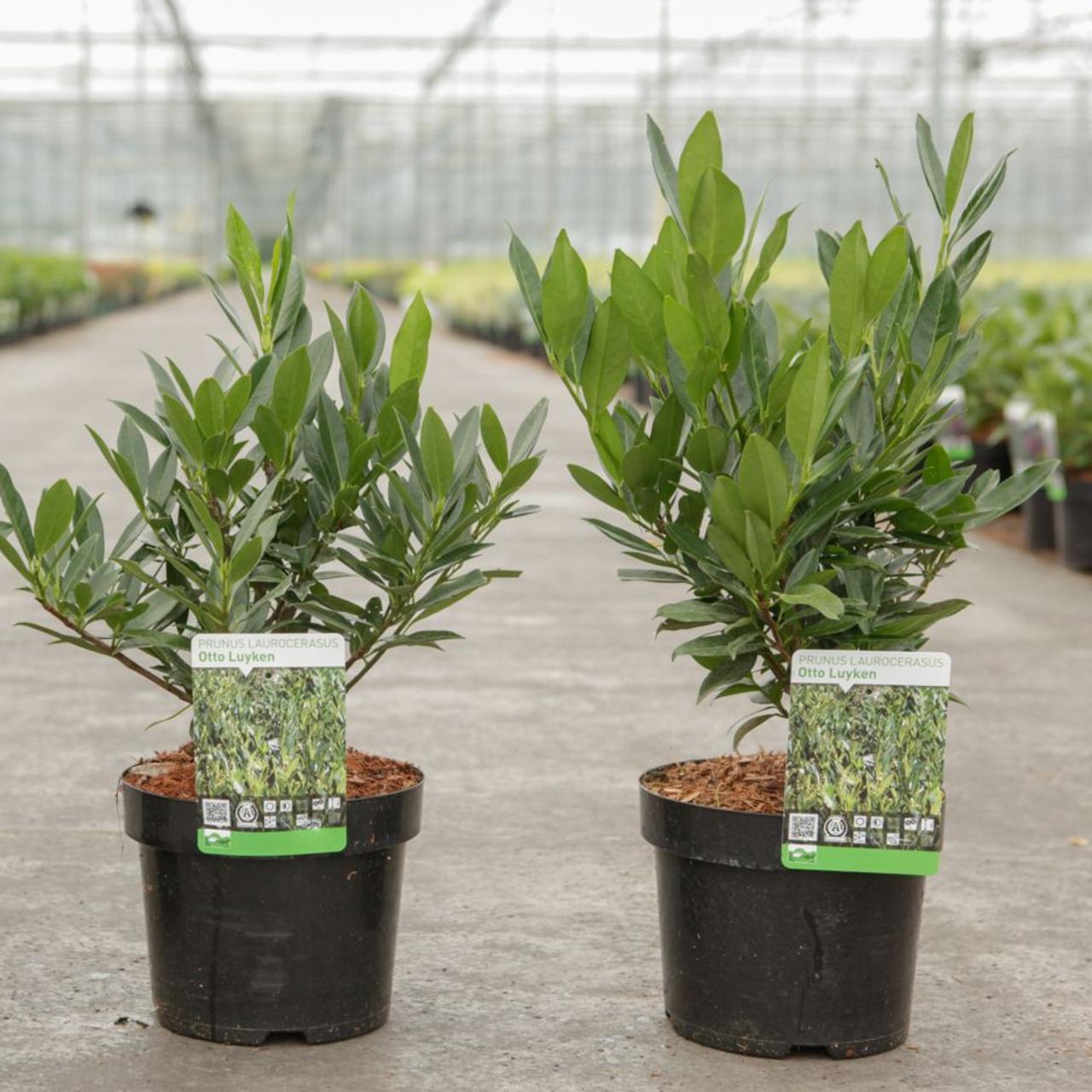 prunus laurocerasus 'otto luyken' - kaufen sie pflanzen bei coolplants