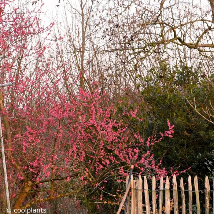 Prunus mume 'Beni-shi-dori' plant