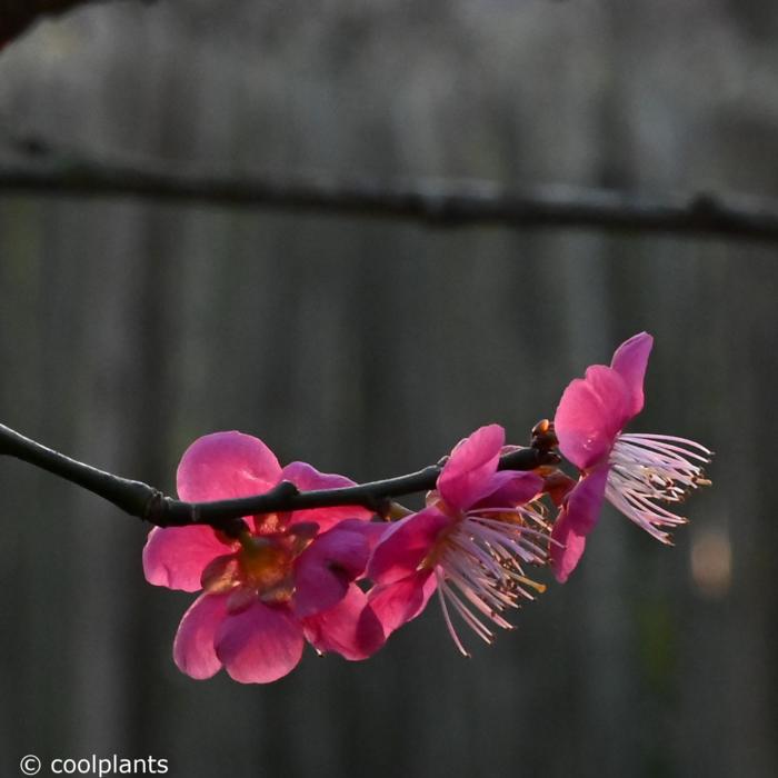 Prunus mume 'Beni-shi-dori' plant