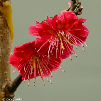 prunus-mume-matsubaru-red