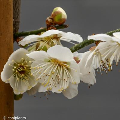 prunus-mume-pendula-white