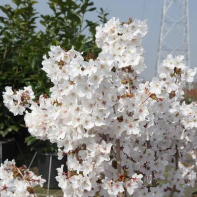 prunus-nipponica-brilliant